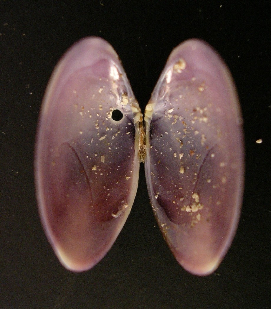 bivalve 5