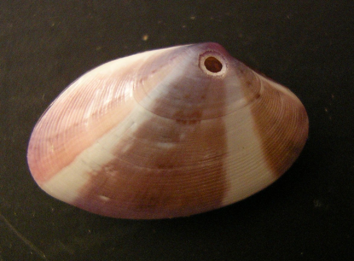 bivalve 5