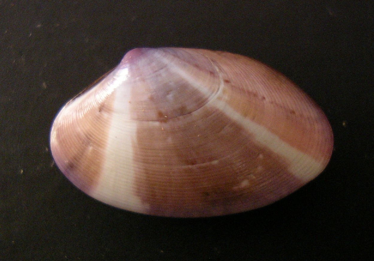 bivalve 5