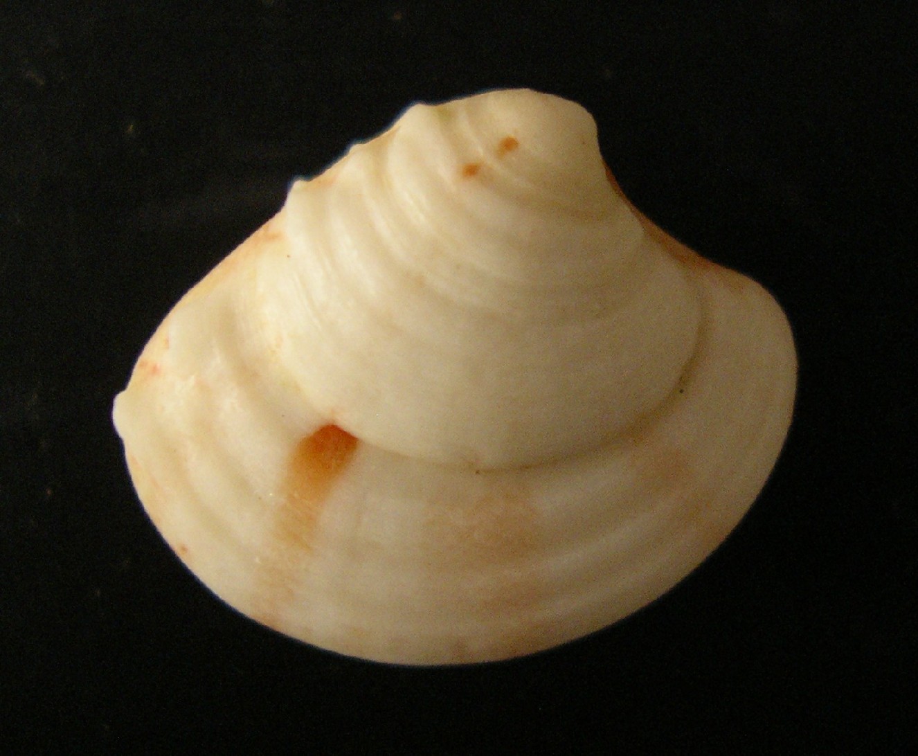 bivalve 1