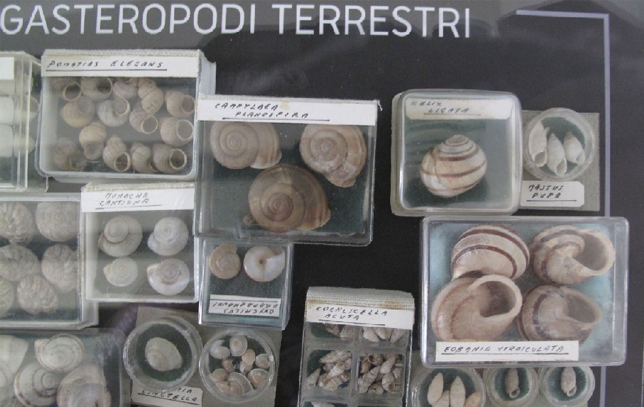 Mostra Malacologica