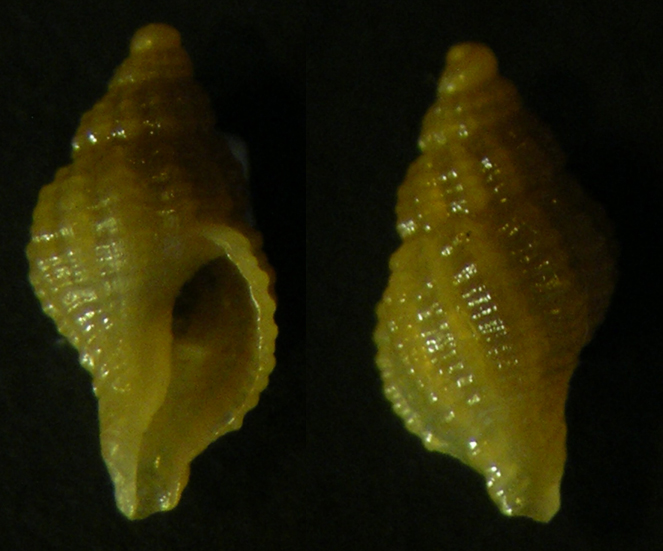 Ocinebrina reinai n.sp.  Post di Wendover