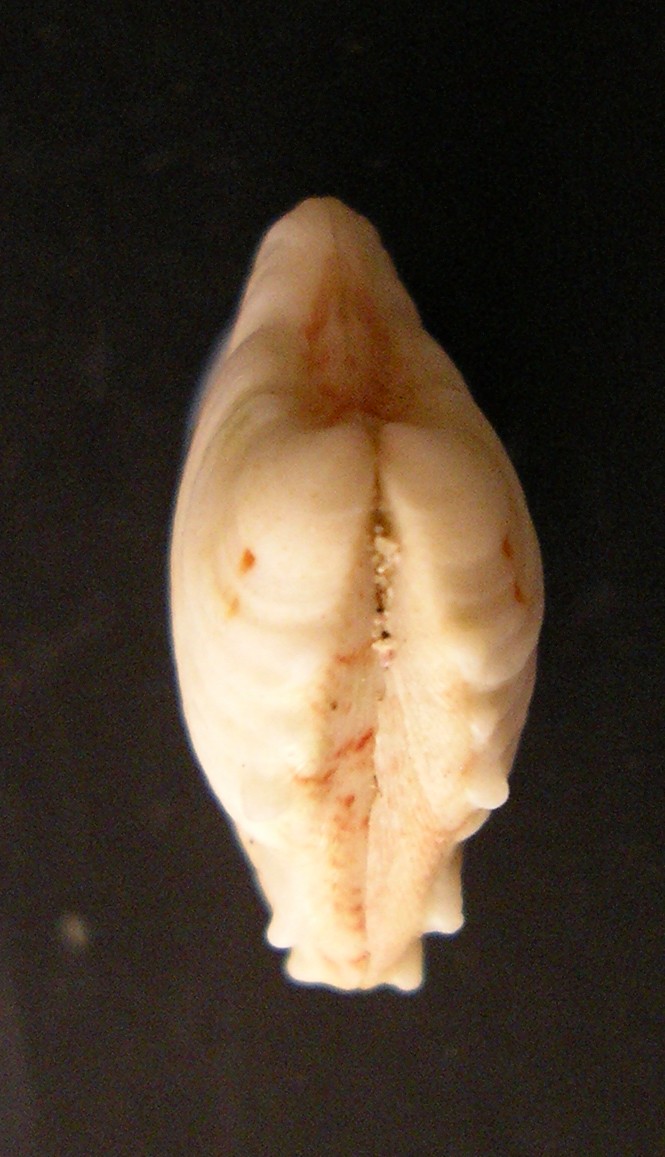 bivalve 1