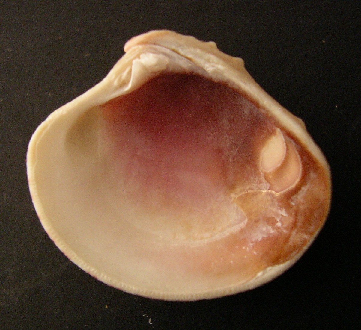 bivalve 2