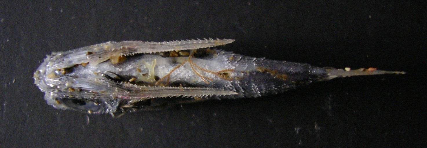 Juvenile Dactylopterus volitans - spiaggiato