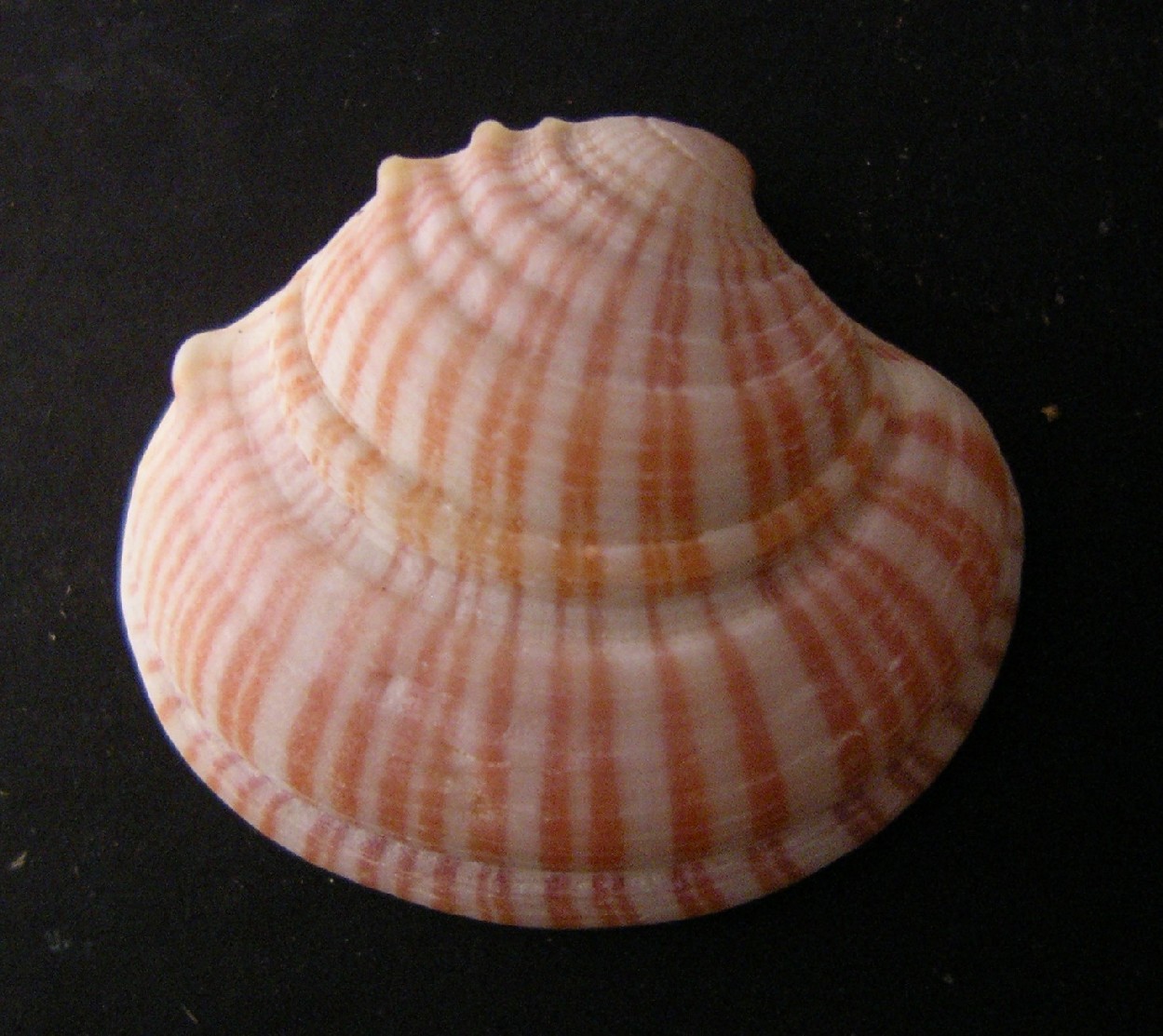 bivalve 2