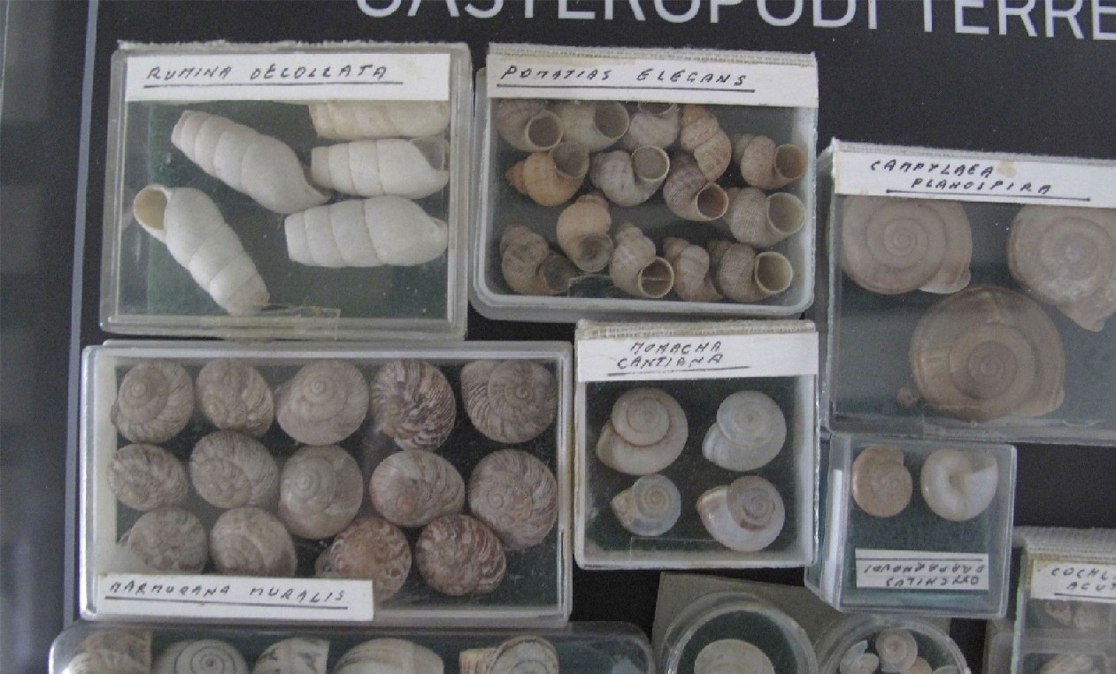 Mostra Malacologica