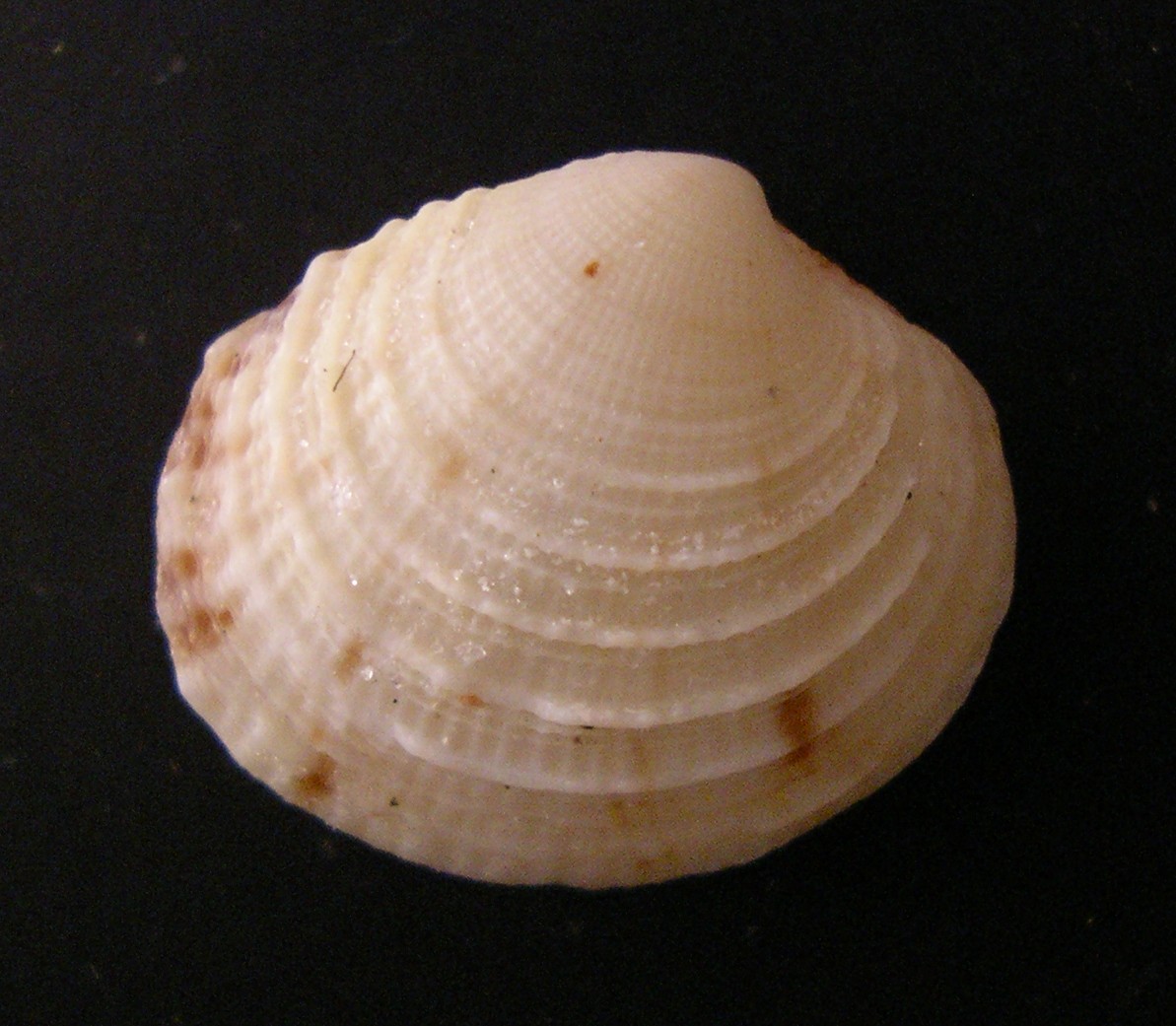 bivalve 3