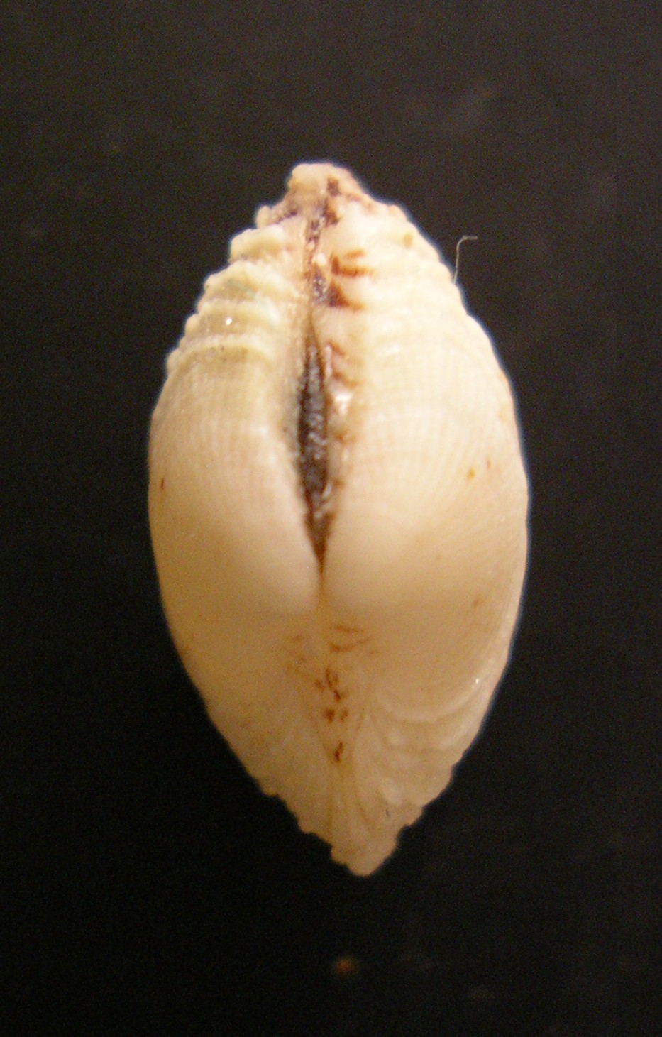 bivalve 3