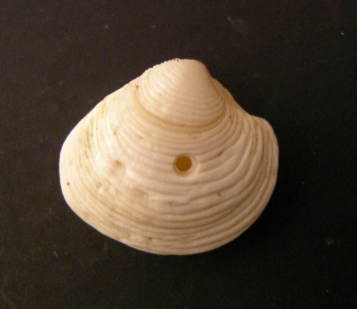 bivalve 4