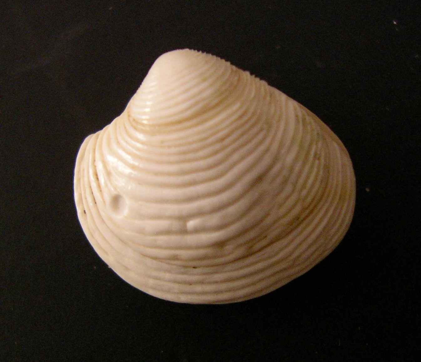 bivalve 4