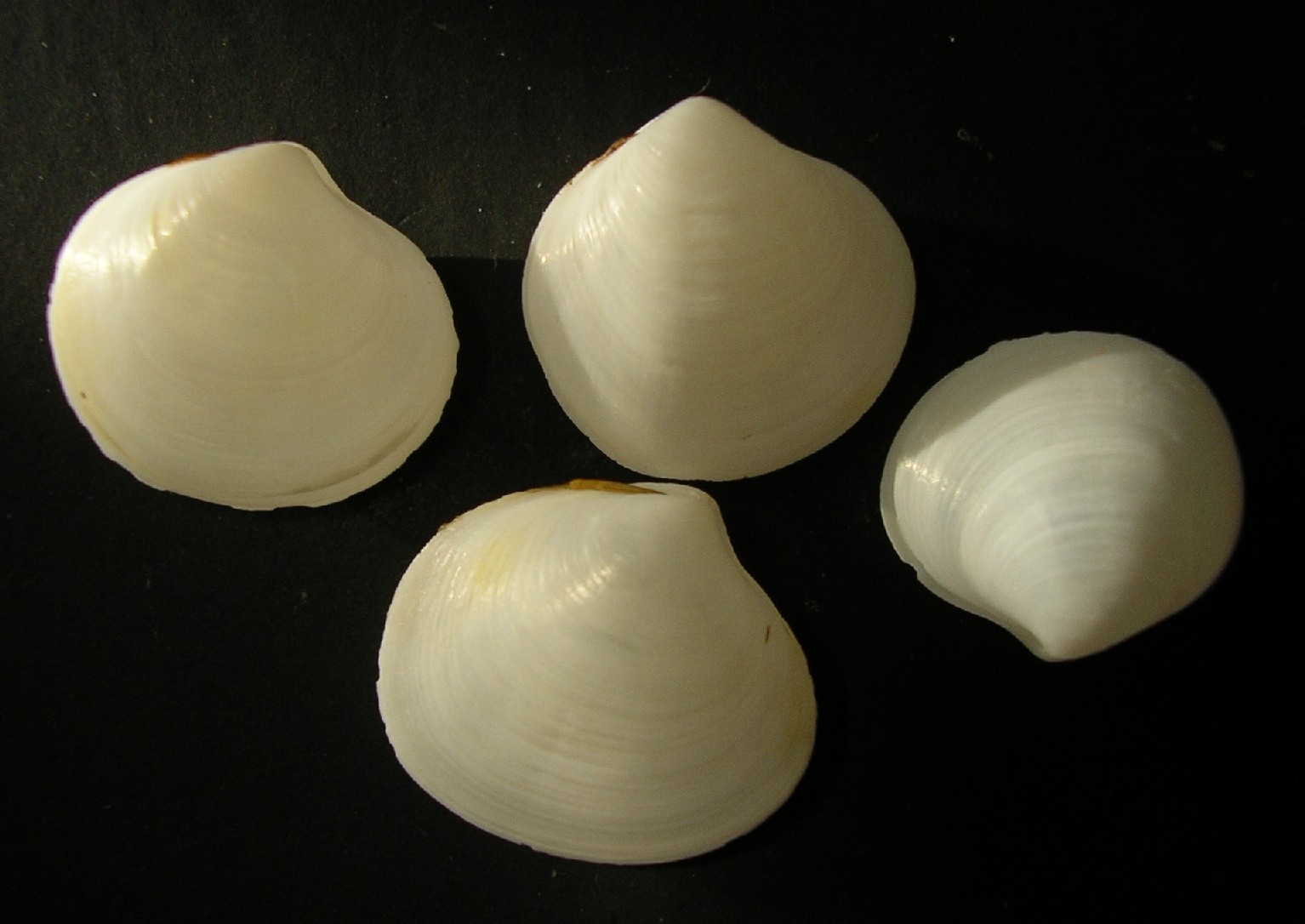 bella mareggiata ...