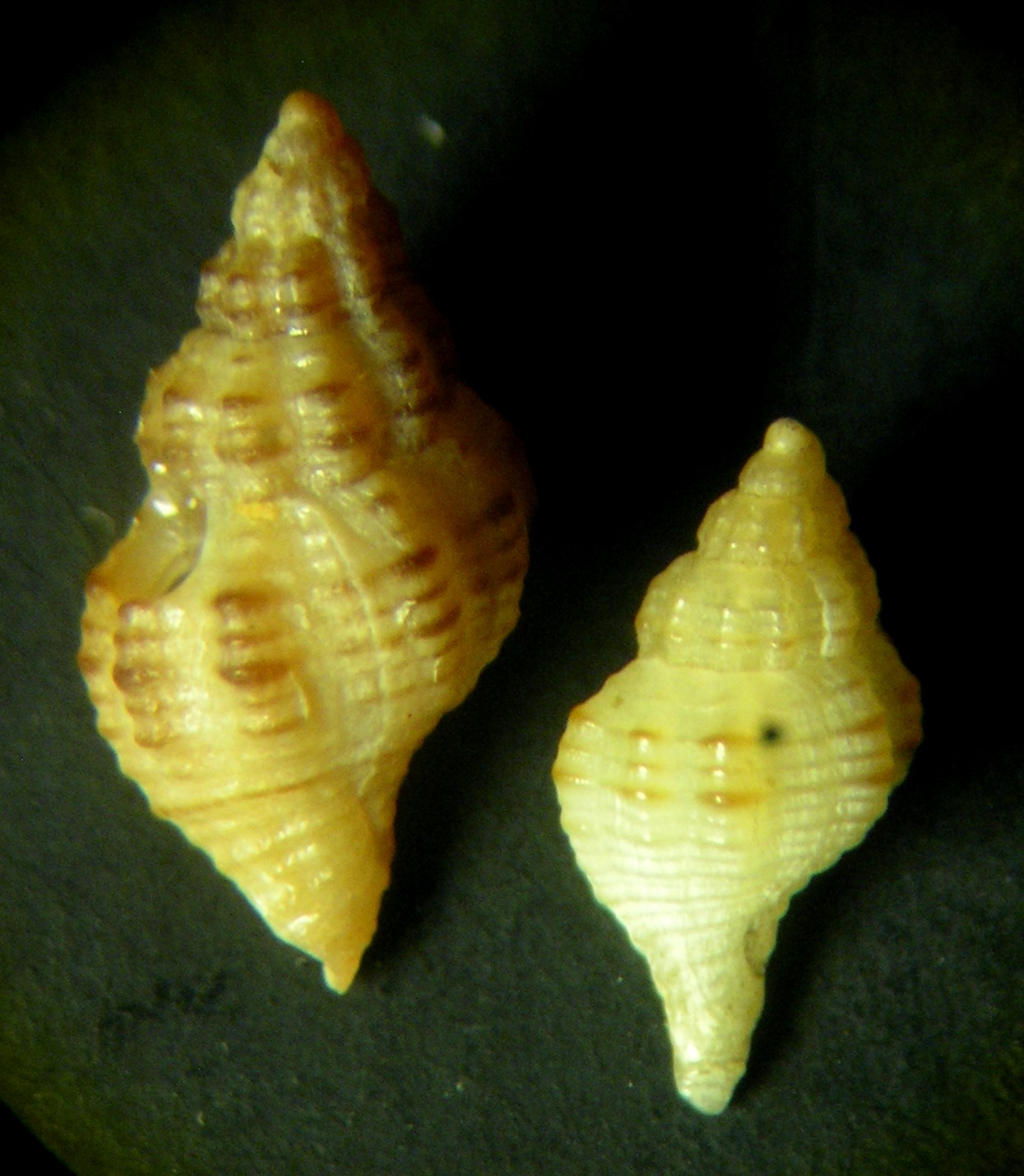 Ocinebrina reinai n.sp.  Post di Wendover