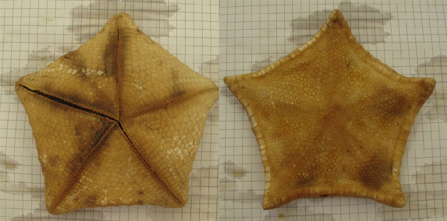 Stella pentagono Peltaster placenta - esemplare morto