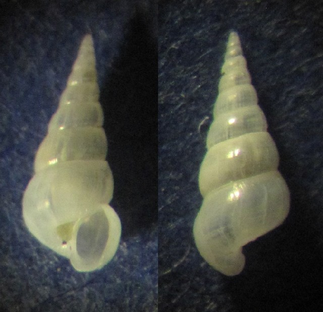 Aclis minor?