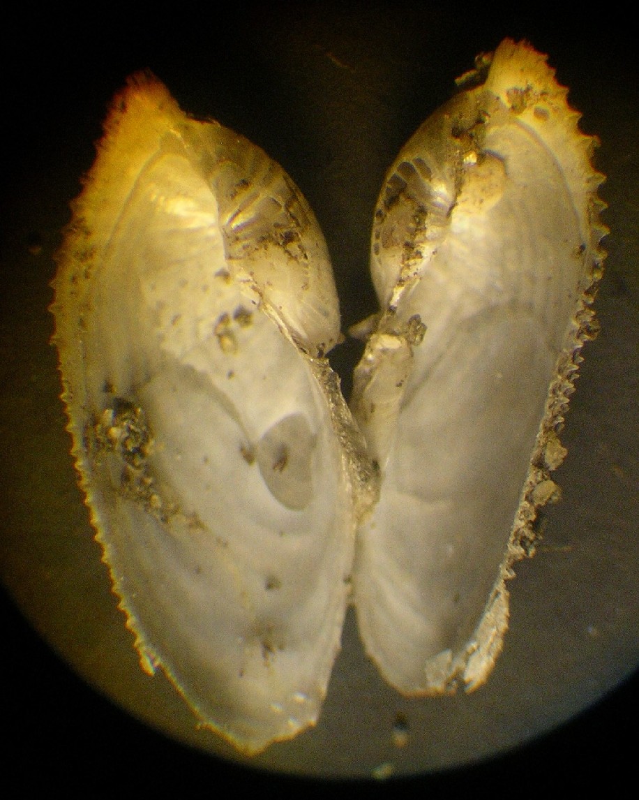 2 piccole Pholadidae ....