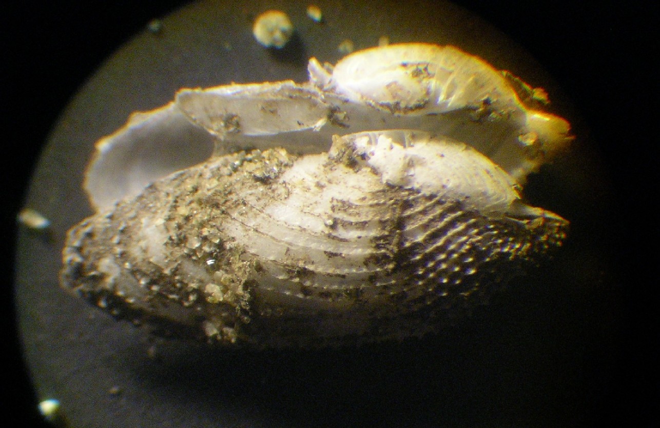 2 piccole Pholadidae ....