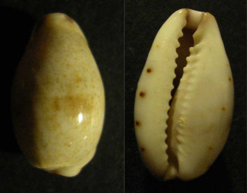 Conferma Purpuradusta gracilis notata