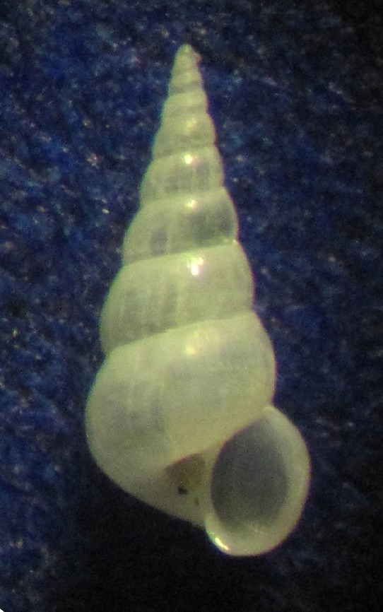 Aclis minor?