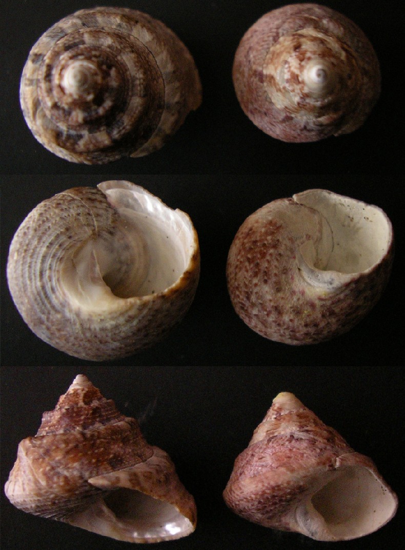 Gibbula albida?