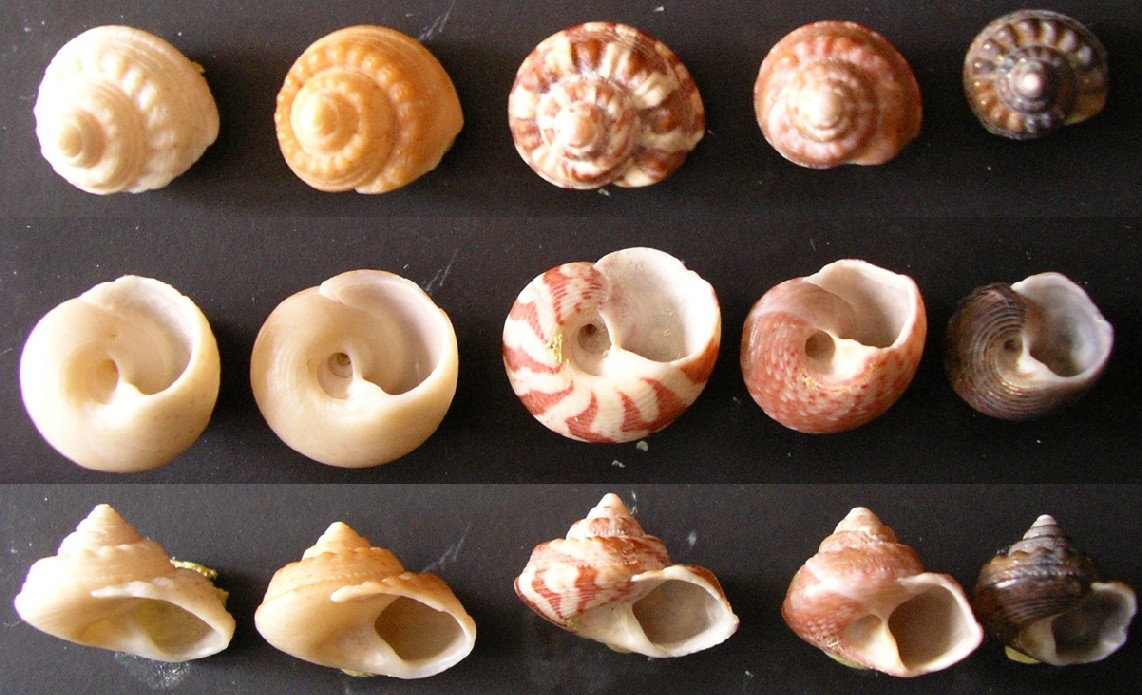 Gibbula magus?