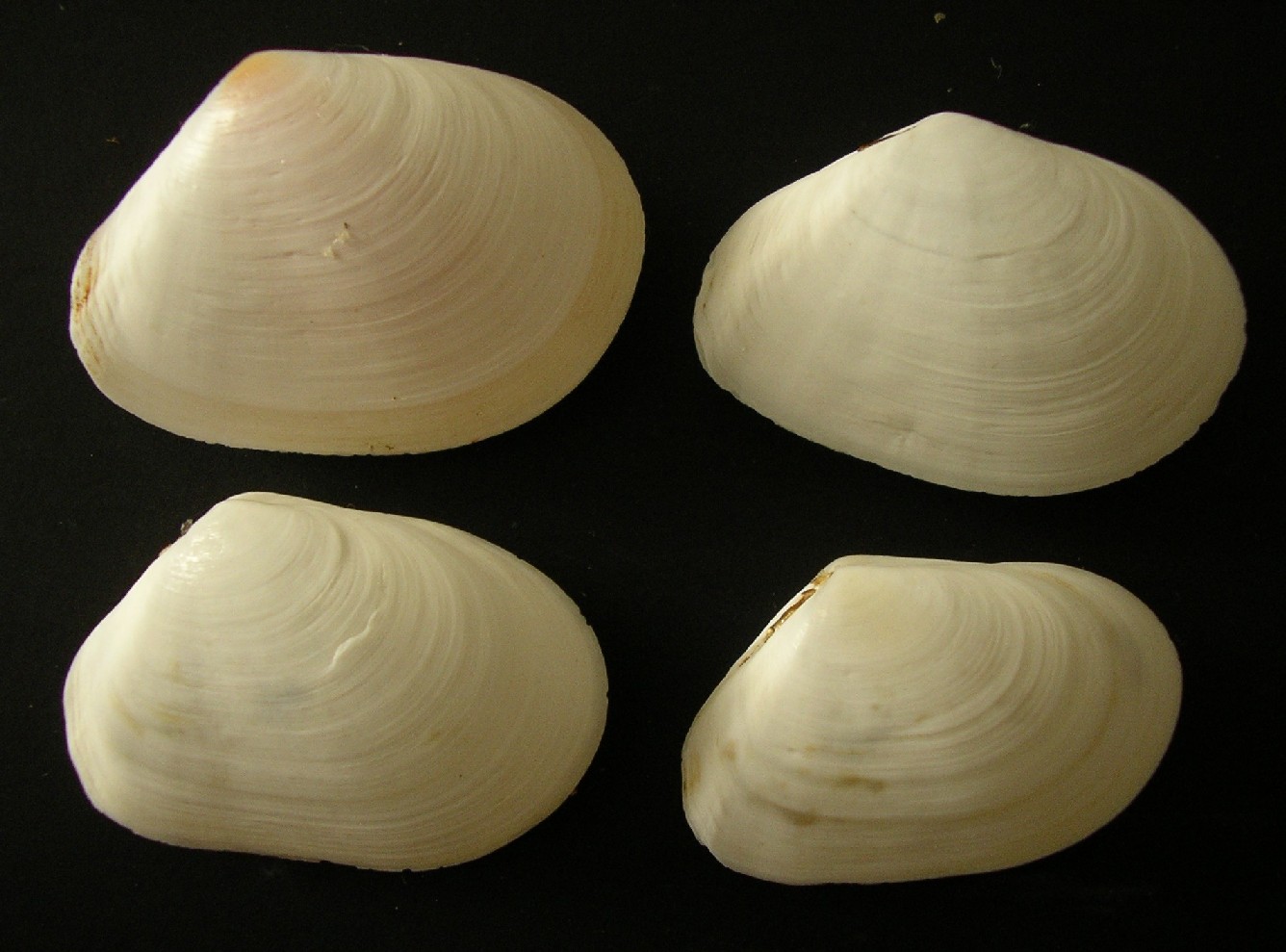 bella mareggiata ...