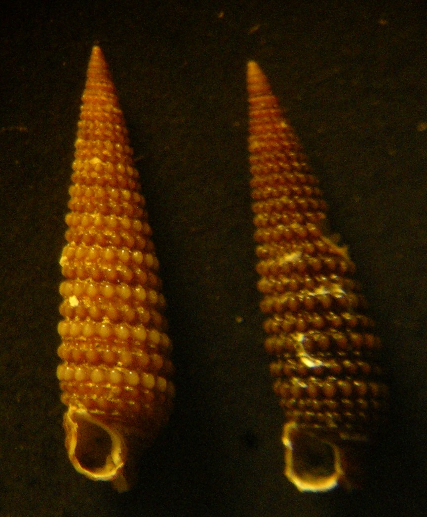 Marshallora adversa?