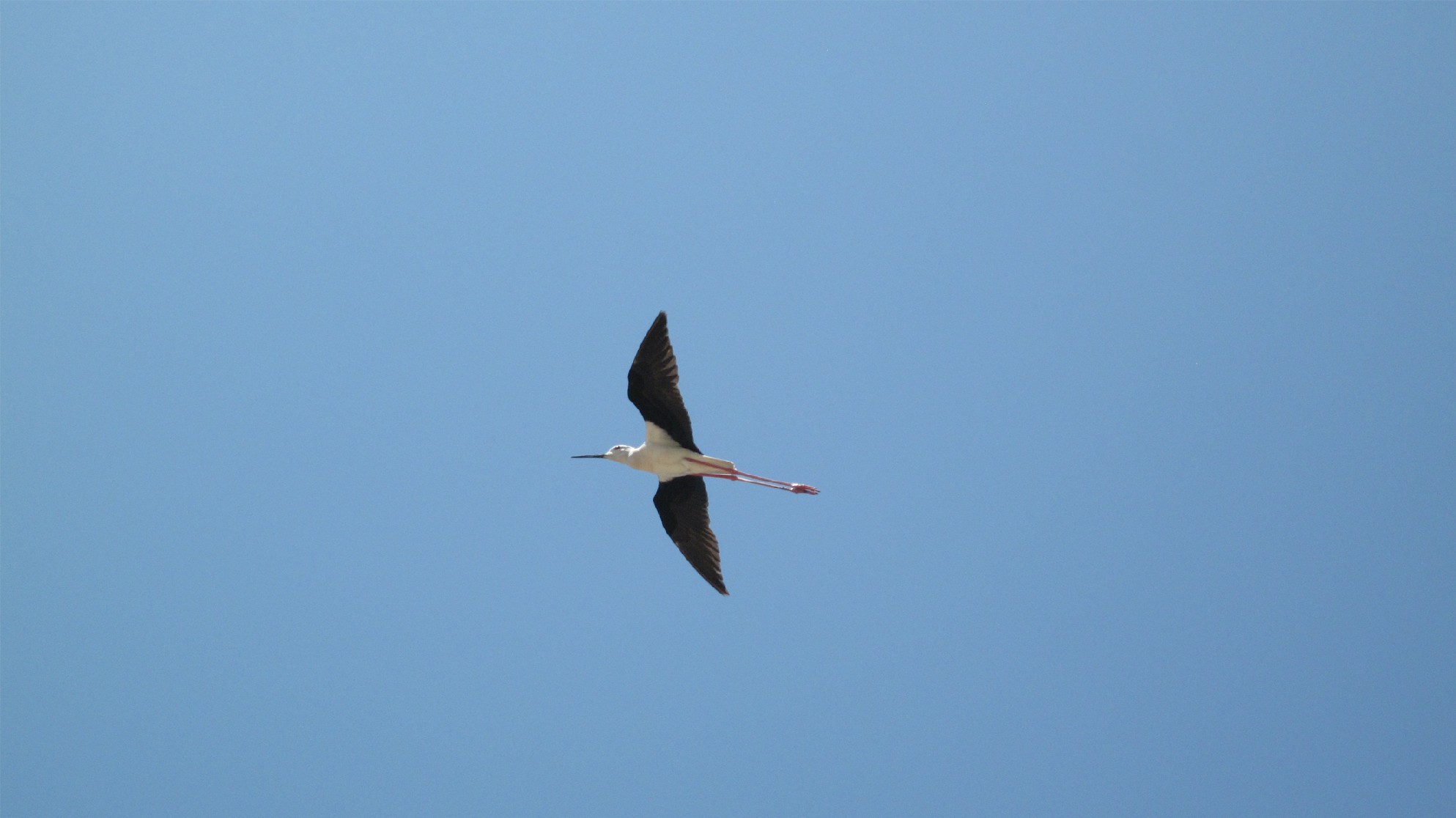 uccello ...