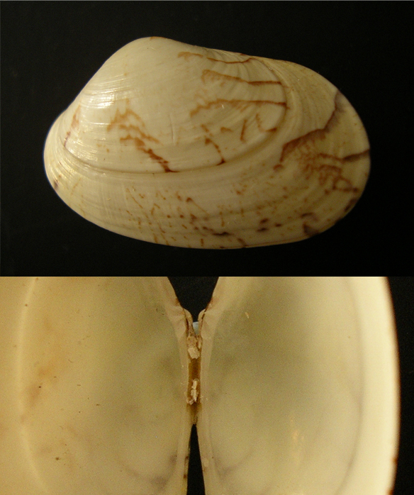 Venerupis lucens?