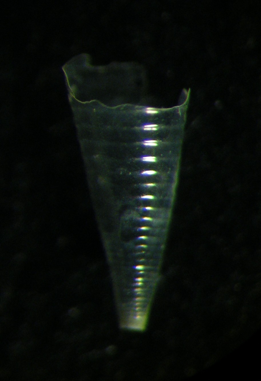Hyalocylis strata ...?