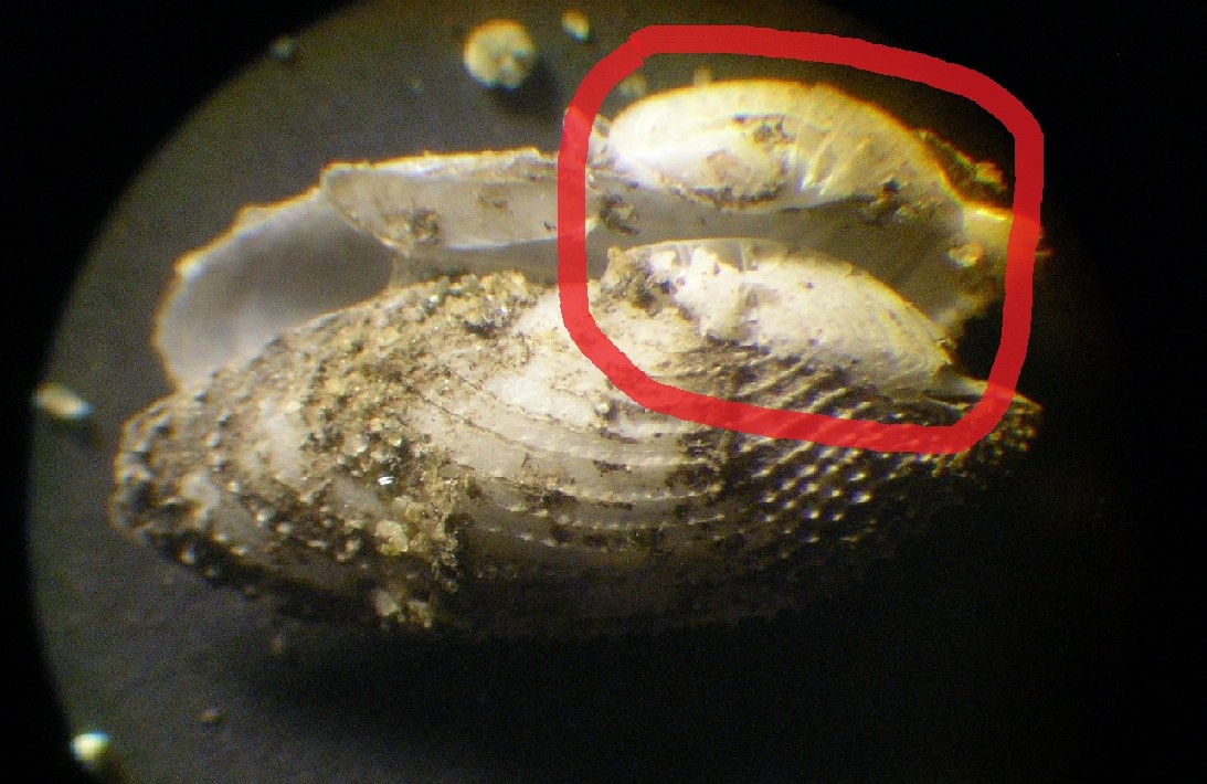 2 piccole Pholadidae ....