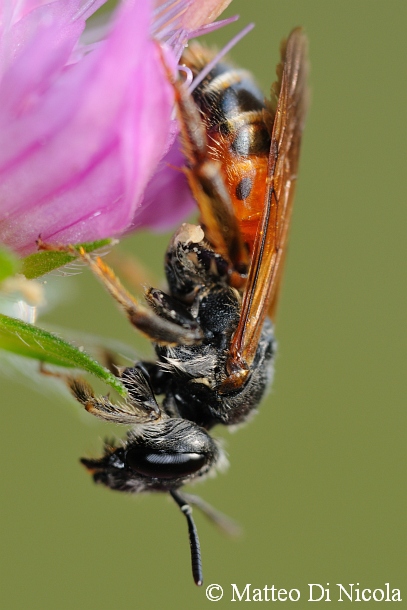 Andrena hattorfiana