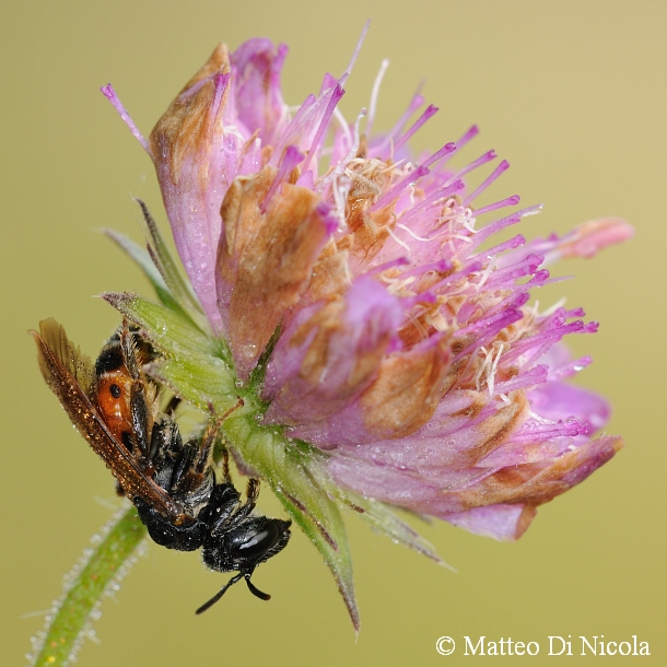 Andrena hattorfiana