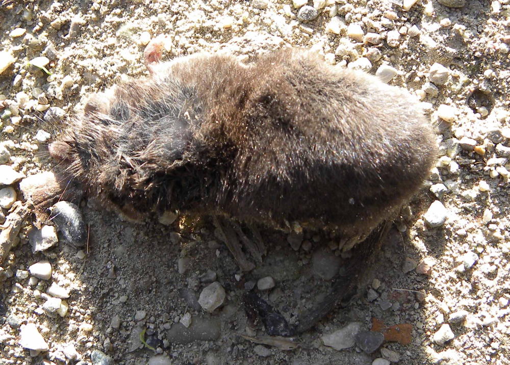 Crocidura cfr. suaveolens - Peschiera del Garda (VR)