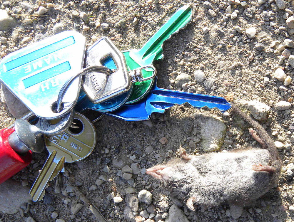 Crocidura cfr. suaveolens - Peschiera del Garda (VR)