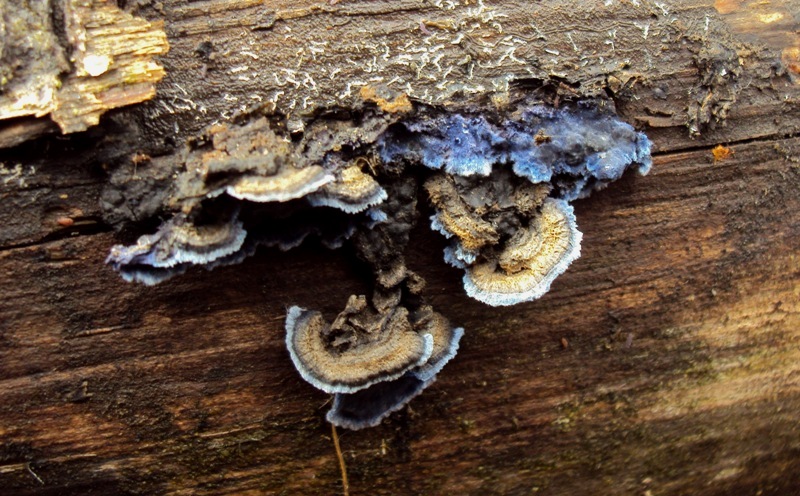 Blu su staccionata