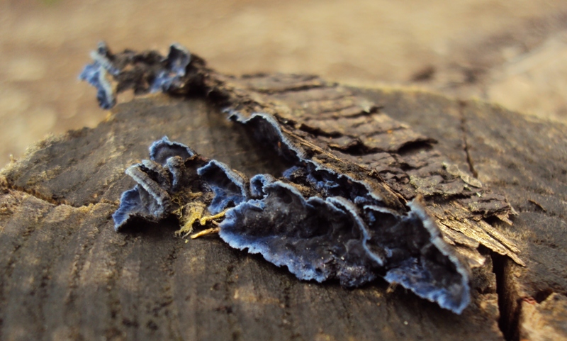 Blu su staccionata