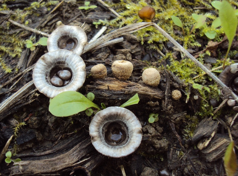 bulimia fungina al parco