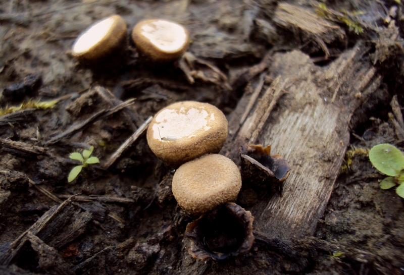 bulimia fungina al parco