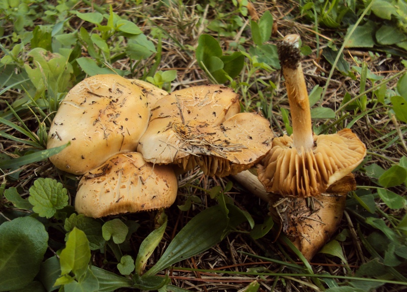 bulimia fungina al parco