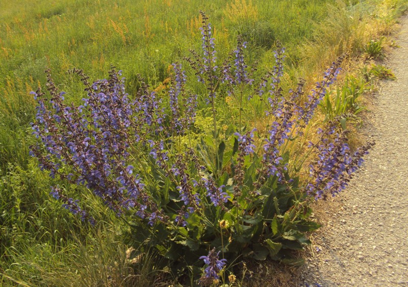 Salvia pratensis