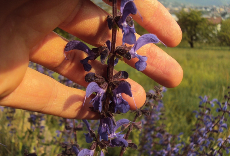 Salvia pratensis