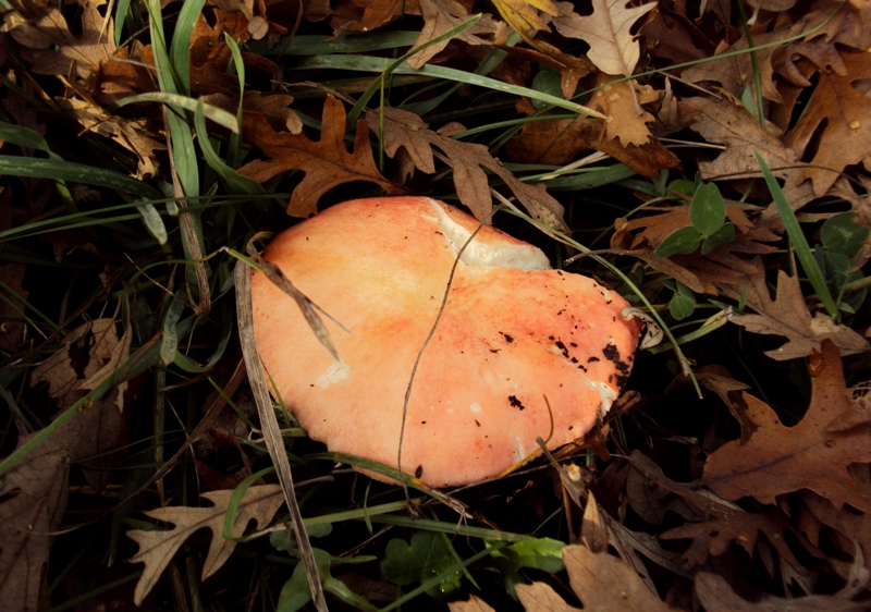 altra Russula di quercia