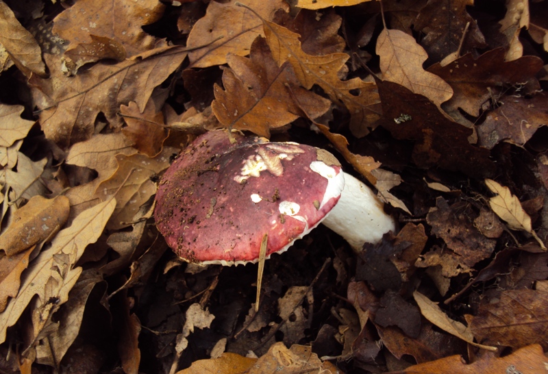 Russula di quercia