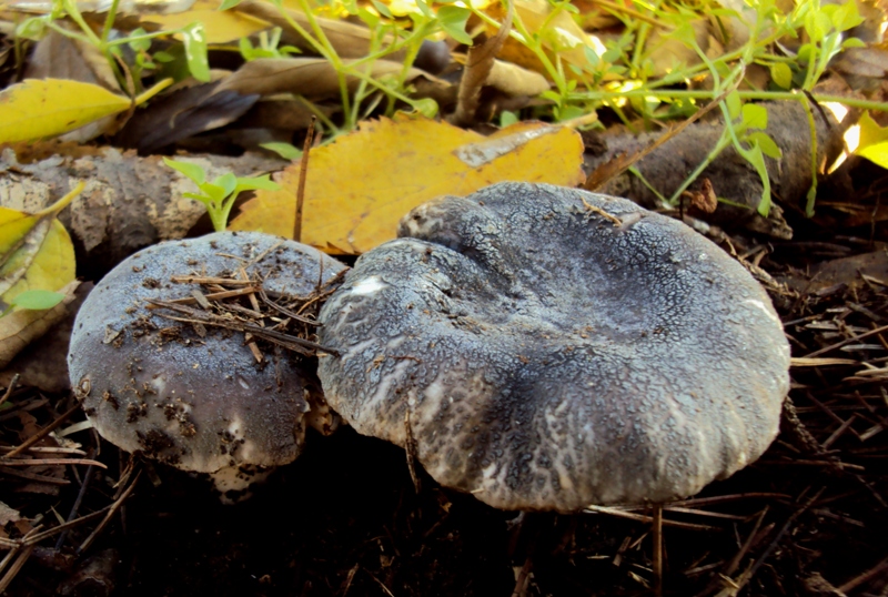 Russula screpolata sotto cedro