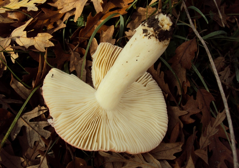 altra Russula di quercia