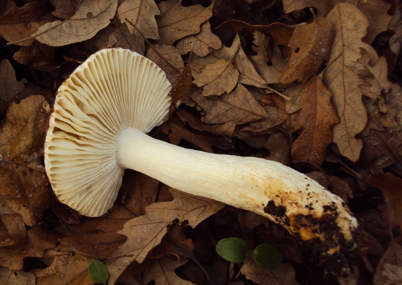 Russula di quercia