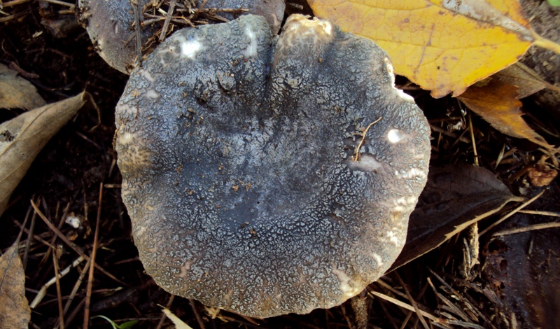 Russula screpolata sotto cedro