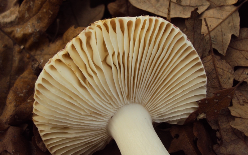 Russula di quercia