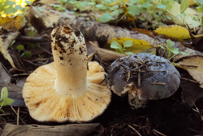 Russula screpolata sotto cedro